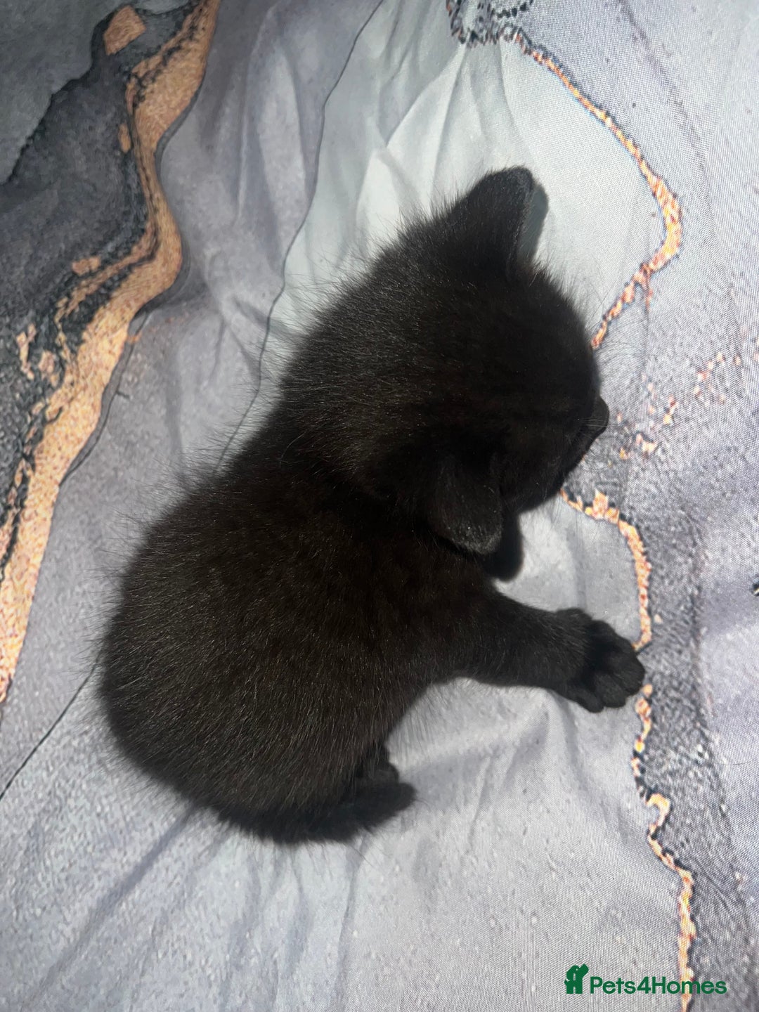 British Longhair cats for sale: 5 beautiful kittens - Advert 3