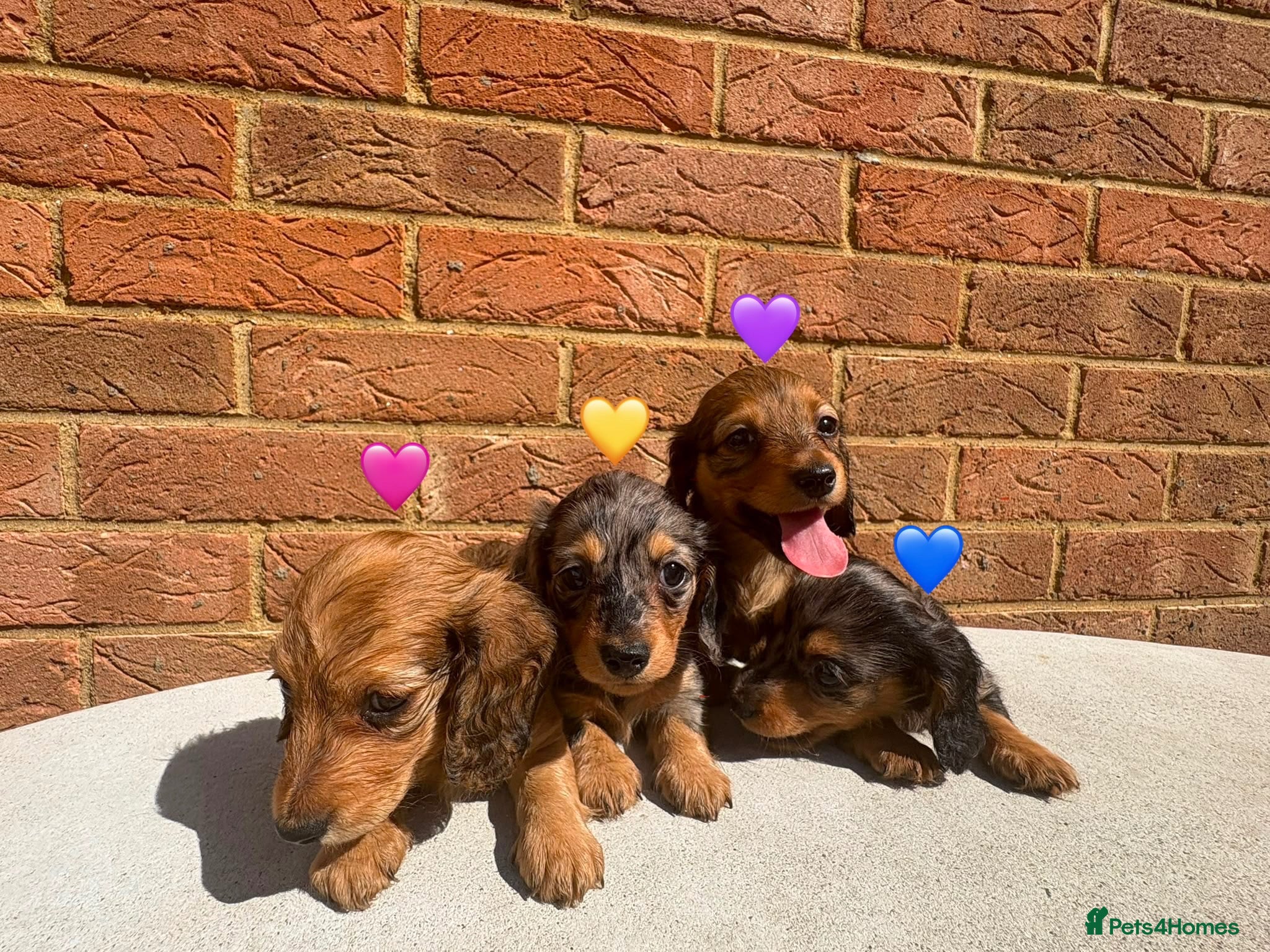 Miniature Dachshund dogs Champion bloodline miniature long haired dachshund - Advert 1