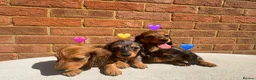 Miniature Dachshund dogs for sale: Champion bloodline miniature long haired dachshund - Advert 1