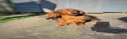 Miniature Dachshund dogs for sale: Pra clear-Beautiful miniature LG Dachshund pupps - Advert 12