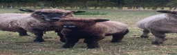 Sheep livestock for sale: Coloured Ryeland ewe lambs - Advert 5