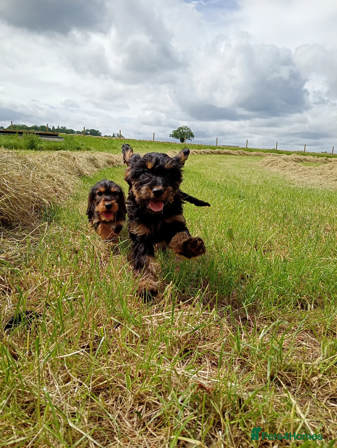 Mixed Breed dogs for sale: Beautiful litter of cockels  in Thirsk - Advert 1