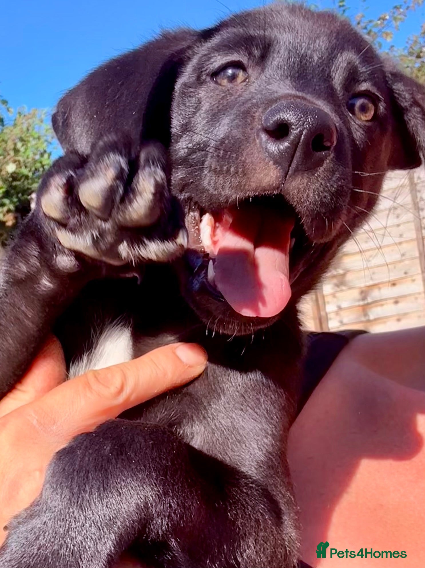 Mixed Breed dogs Husky Shepherd x Weimaraner Boys READY NOW  - Advert 2
