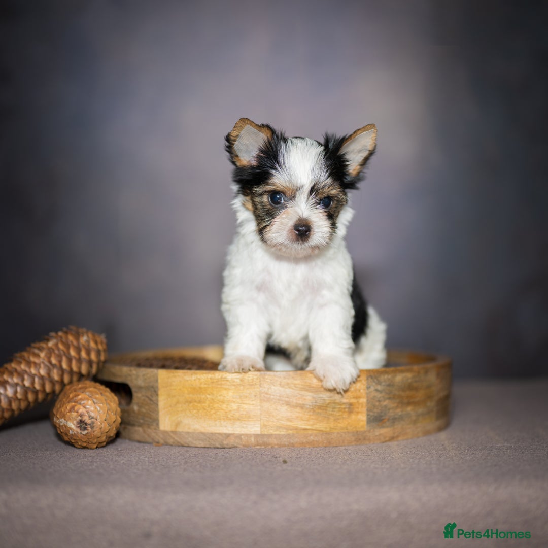 Yorkshire Terrier dogs for sale: Colorful Yorkshire Terrier puppies for sale - Advert 16