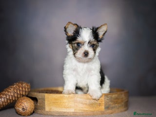 Yorkshire Terrier dogs - Advert 33