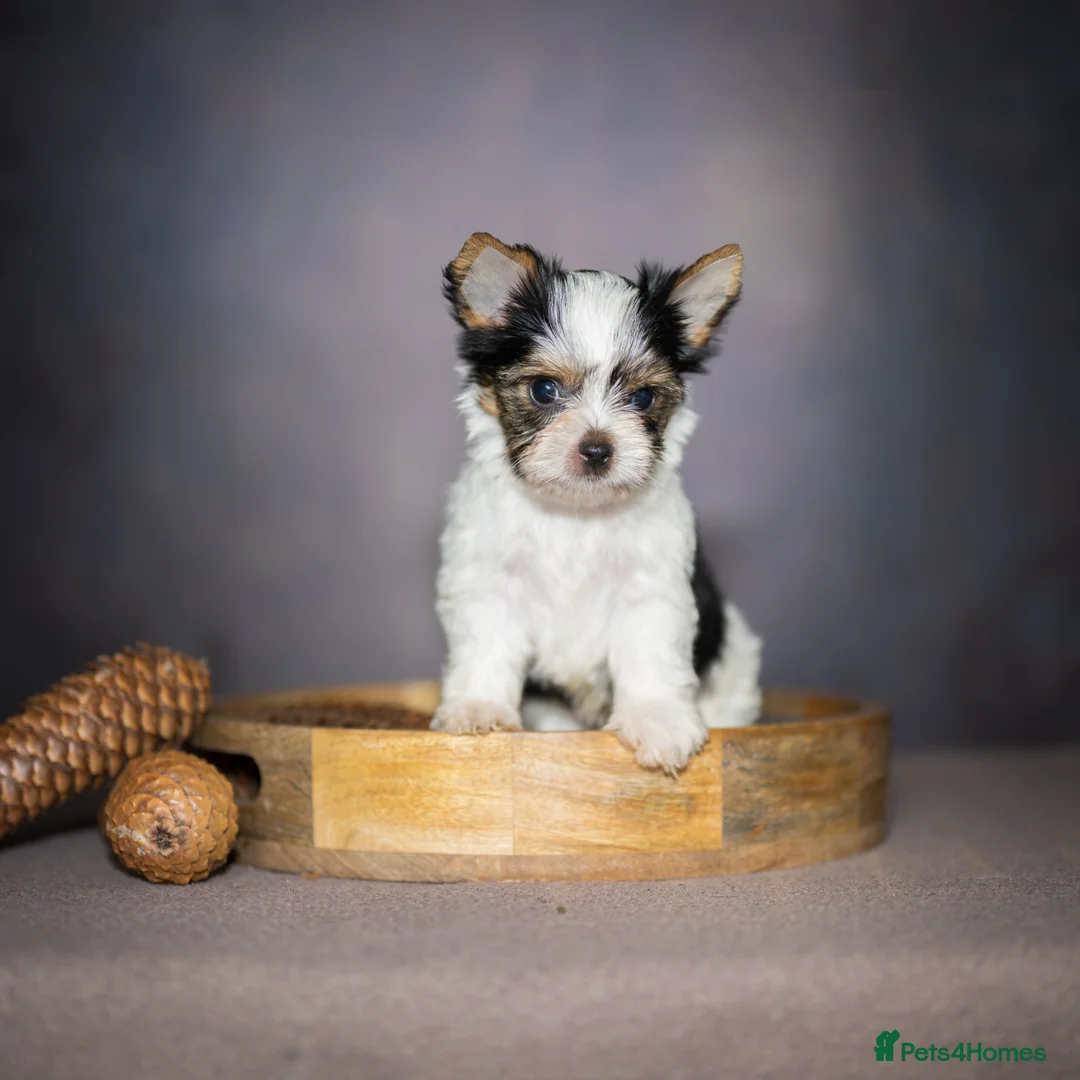 Yorkshire Terrier dogs for sale: Colorful Yorkshire Terrier puppies for sale - Advert 15