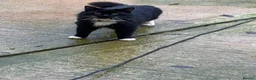 Mixed Breed cats for sale: Mixed breed kittens for sale in Witney - Advert 13