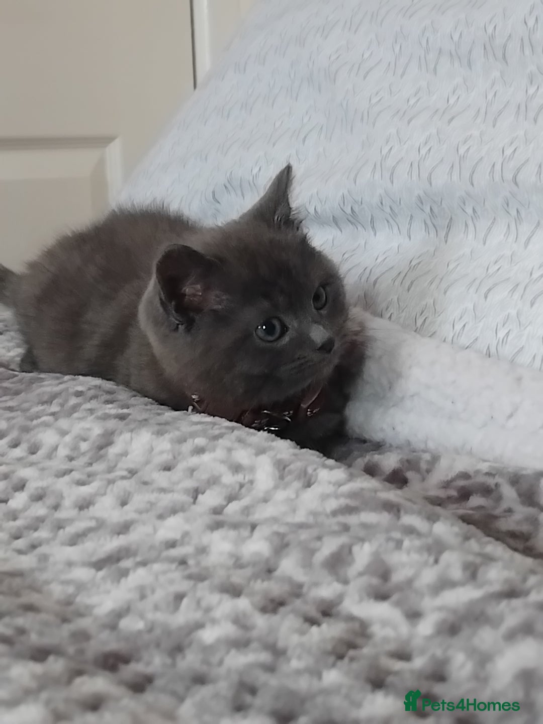 British Shorthair cats for sale: Fluffy male BSH kitten available - Advert 3