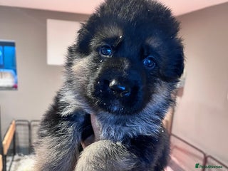 German Shepherd dogs Beautiful KC reg German Shepherd puppies for sale - Advert 12