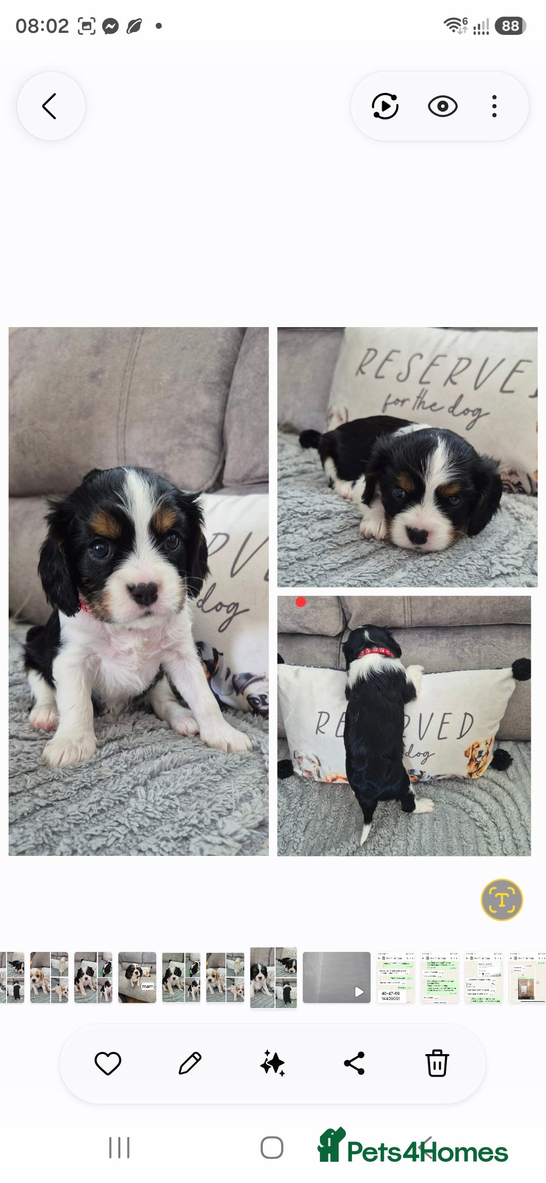 Cavalier King Charles Spaniel dogs KC CAVALIER KING CHARLES PUPPIES  - Advert 2