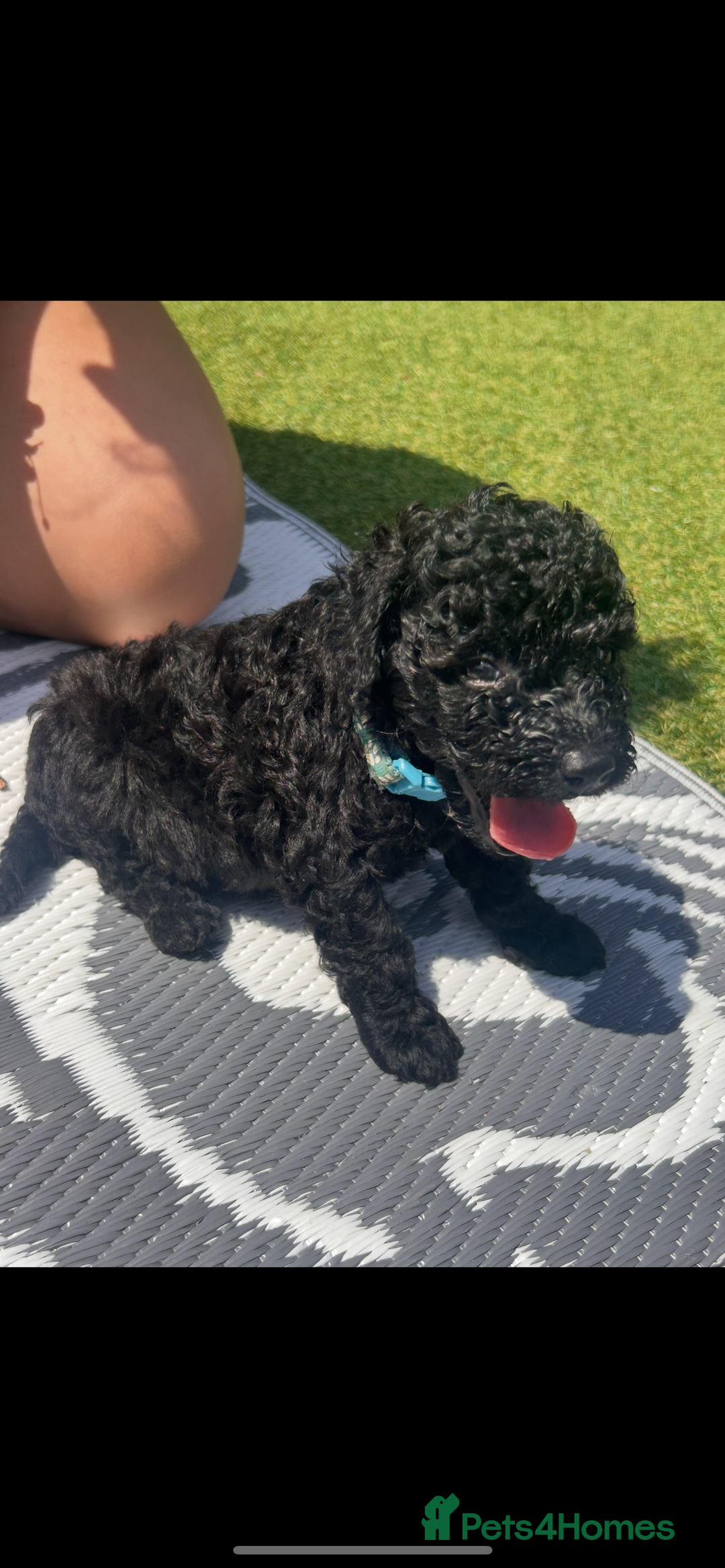 Cockapoo dogs for sale: Cockapoo f1b puppies  - Image 9