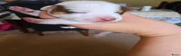 Jack Russell dogs for sale: Tri coloured Jack Russel puppies - Advert 7