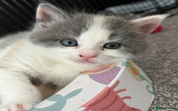 Mixed Breed cats for sale: 1yr 6mnth female cat for sale - Advert 9