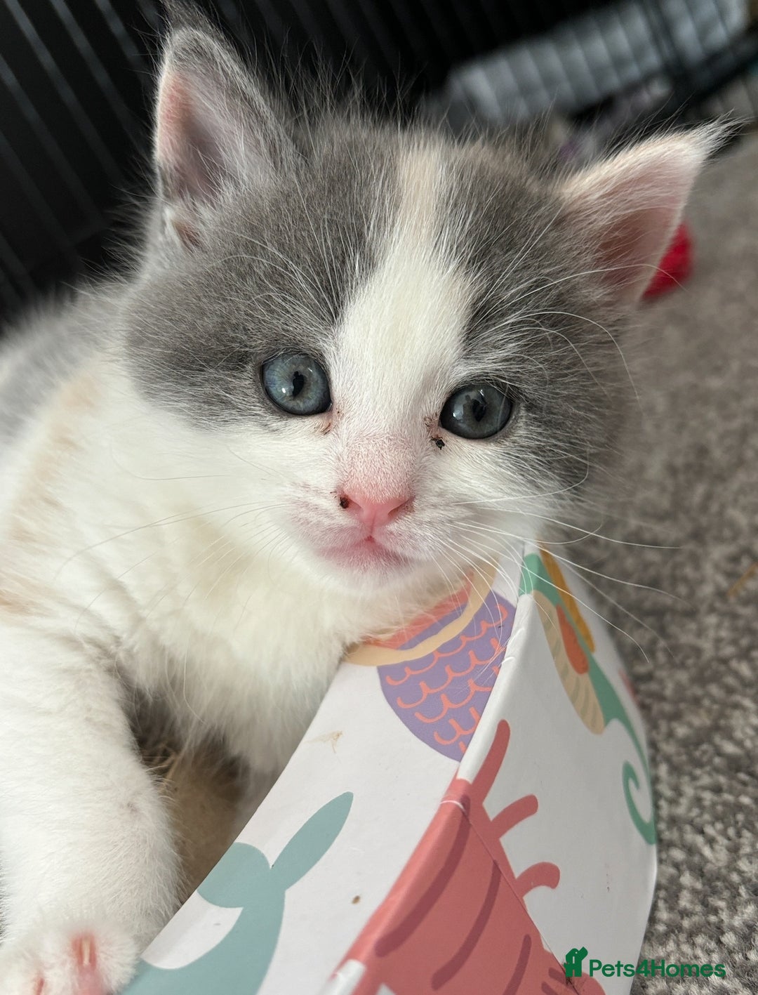 Mixed Breed cats for sale: 1yr 6mnth female cat for sale - Advert 9