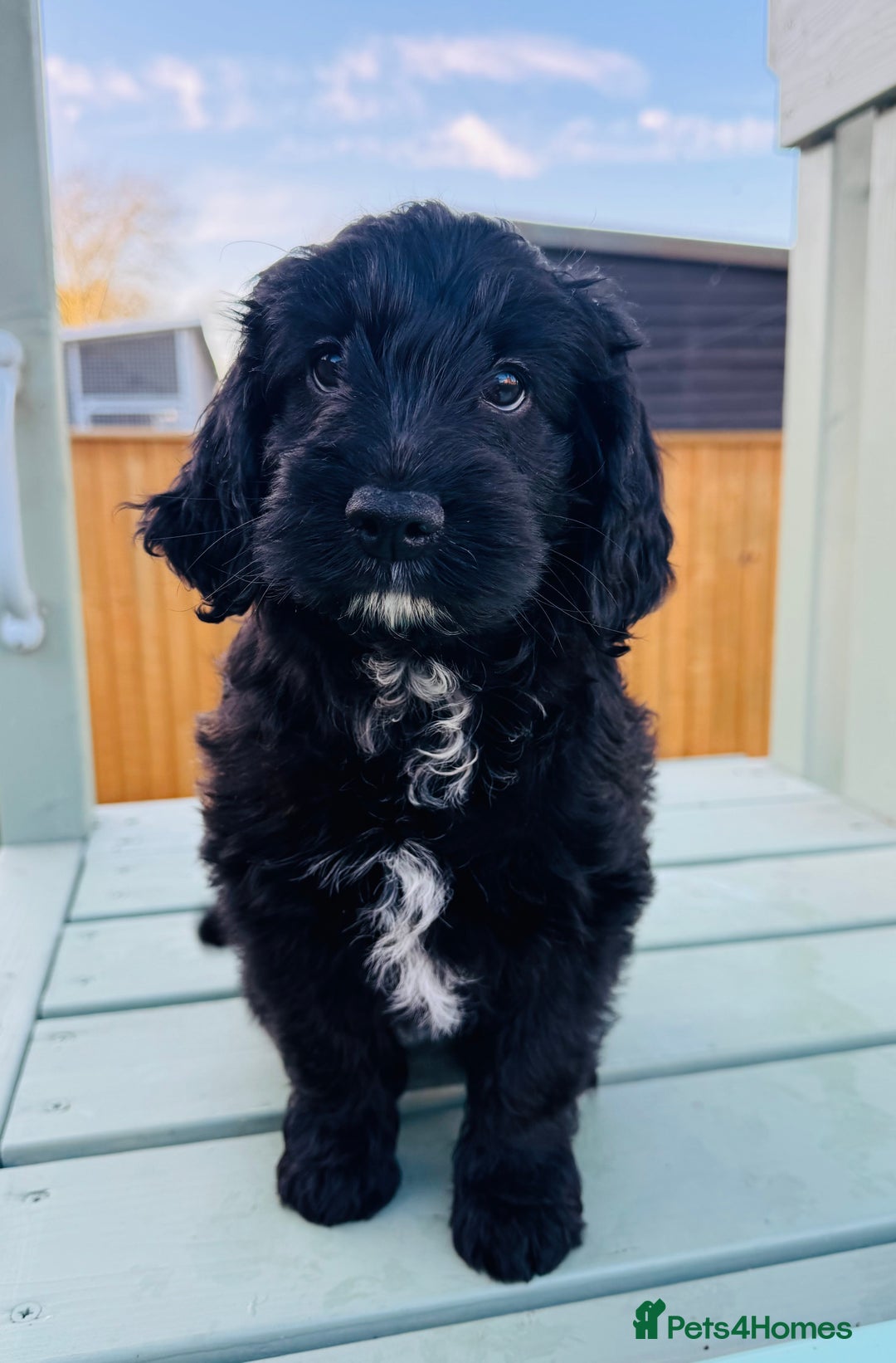 Cockapoo dogs for sale: Cockapoo Babies 🐾🐾🐾 - Advert 6