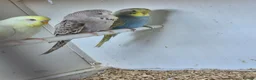 Budgerigars birds for sale: Baby Budgies, Adult Budgies, and Cockatiels  - Advert 18