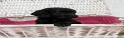 Cockapoo dogs for sale: Beautiful Cockapoo Puppies for Sale - Ready to go  - Advert 6
