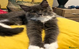 Maine Coon cats for sale: GCCF active / domestic Maine Coon  - Image 29