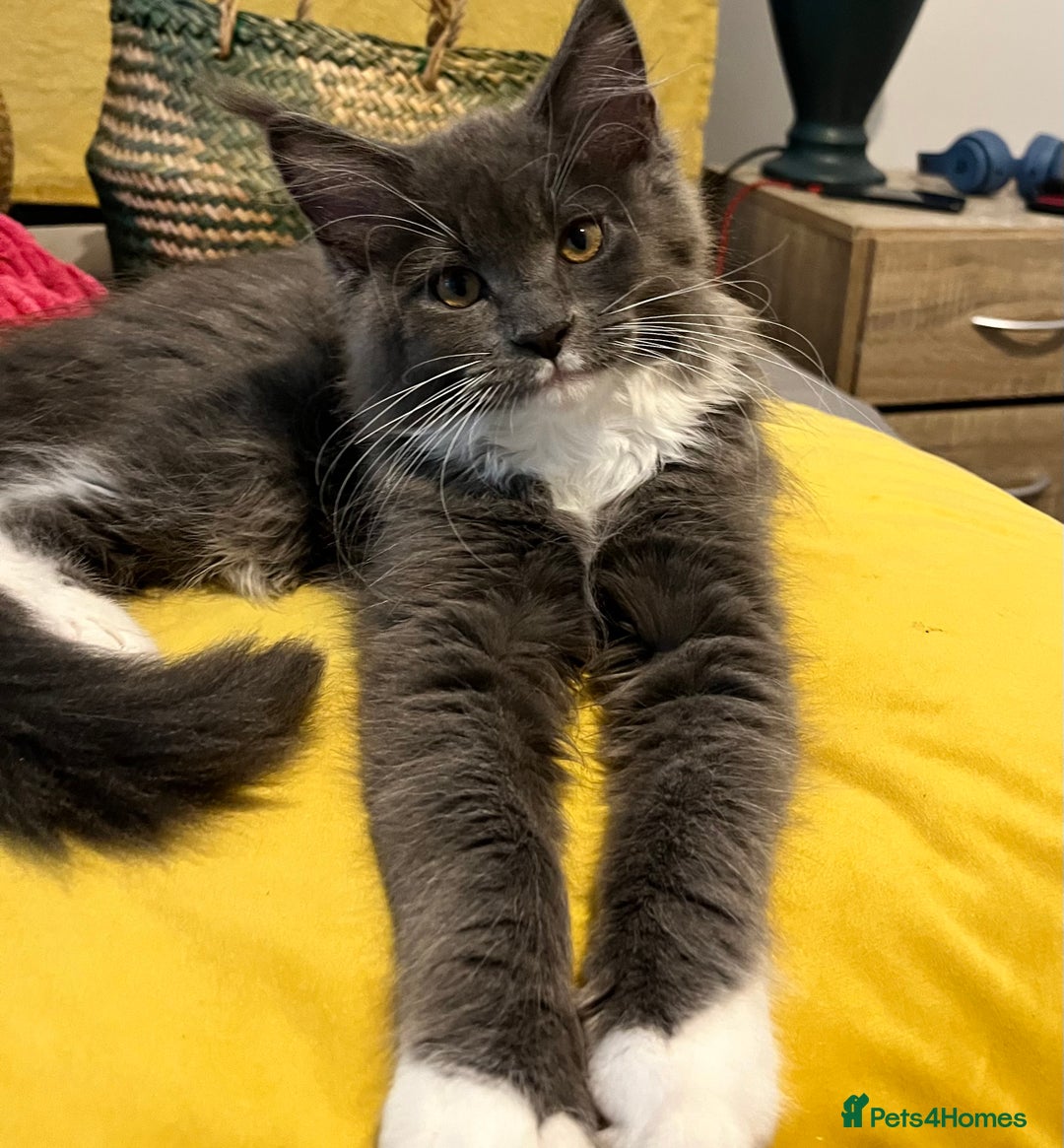 Maine Coon cats for sale: GCCF active / domestic Maine Coon  - Image 29