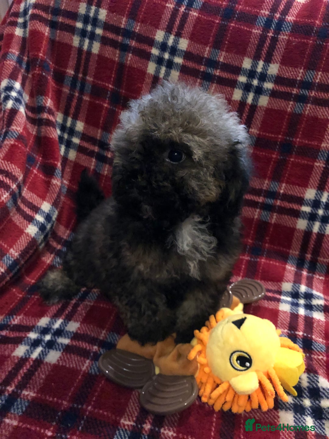 Shihpoo dogs for sale: shihpoo puppies for sale  - Advert 8
