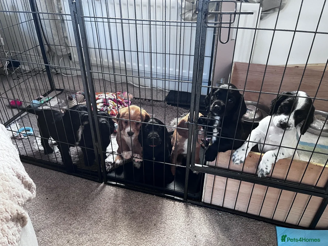Cocker Spaniel dogs for sale: Gorgeous cocker spaniel puppies - Advert 1