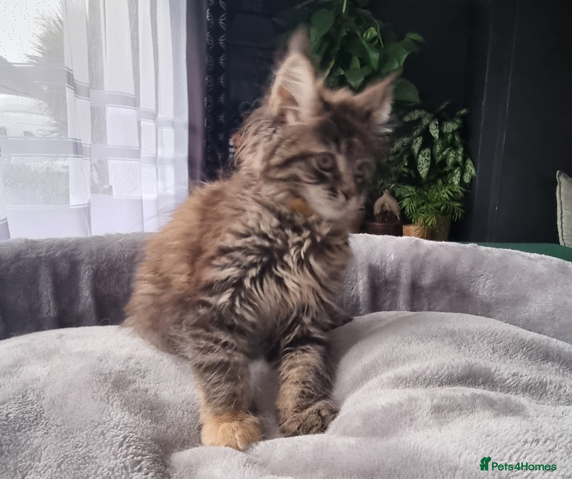 Maine Coon cats TICA REG. MAINE COON KITTENS  - Advert 2