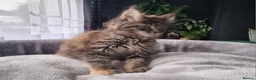 Maine Coon cats for sale: TICA REG. MAINE COON KITTENS  - Advert 16