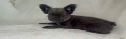French Bulldog dogs for sale: RUBY🫶🏽 DWKC reg  - Advert 5