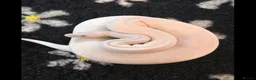 Python Snake reptiles for sale: Different royal pythons mostly proven or rtb  - Advert 5