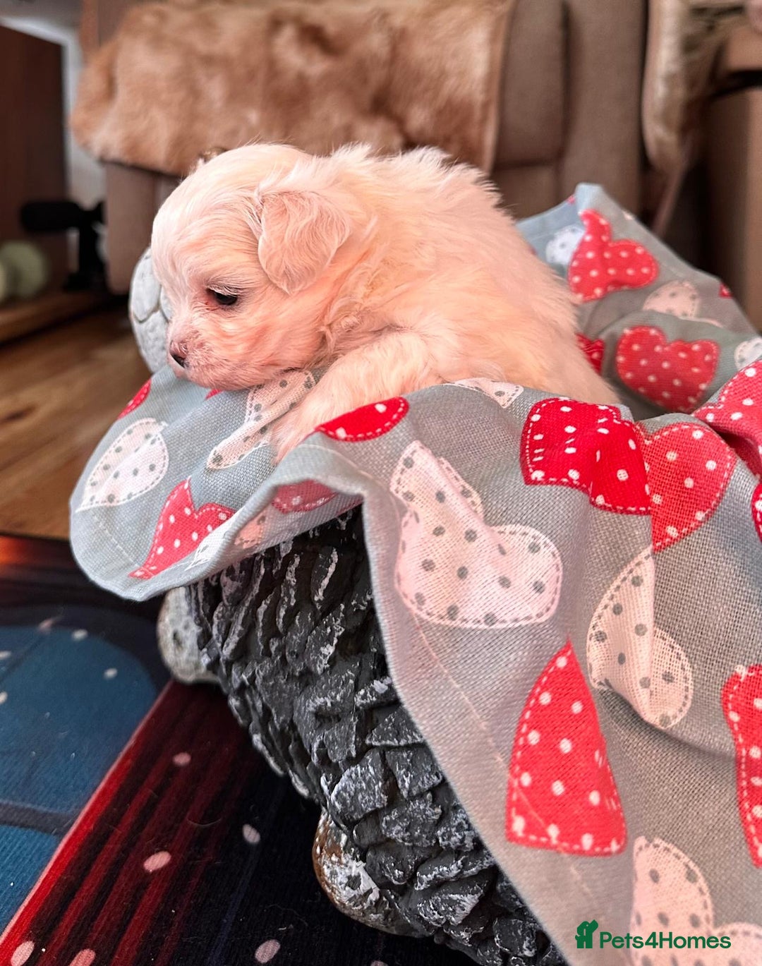 Maltese dogs for sale:  Beautiful maltese - Advert 17