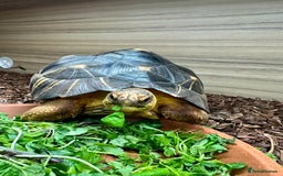Tortoise reptiles for sale: Beautiful radiated for sale - Image 2