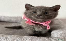 British Shorthair cats for sale: Beautiful bred British shorthairs  - Image 27
