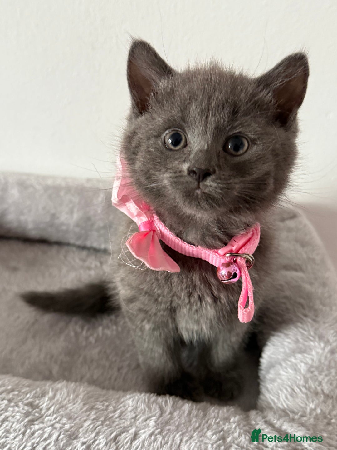 British Shorthair cats for sale: Beautiful bred British shorthairs  - Image 27