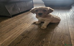 Goldador dogs for sale: Fox red lab x fox red retriever pups READY NOW - Image 15