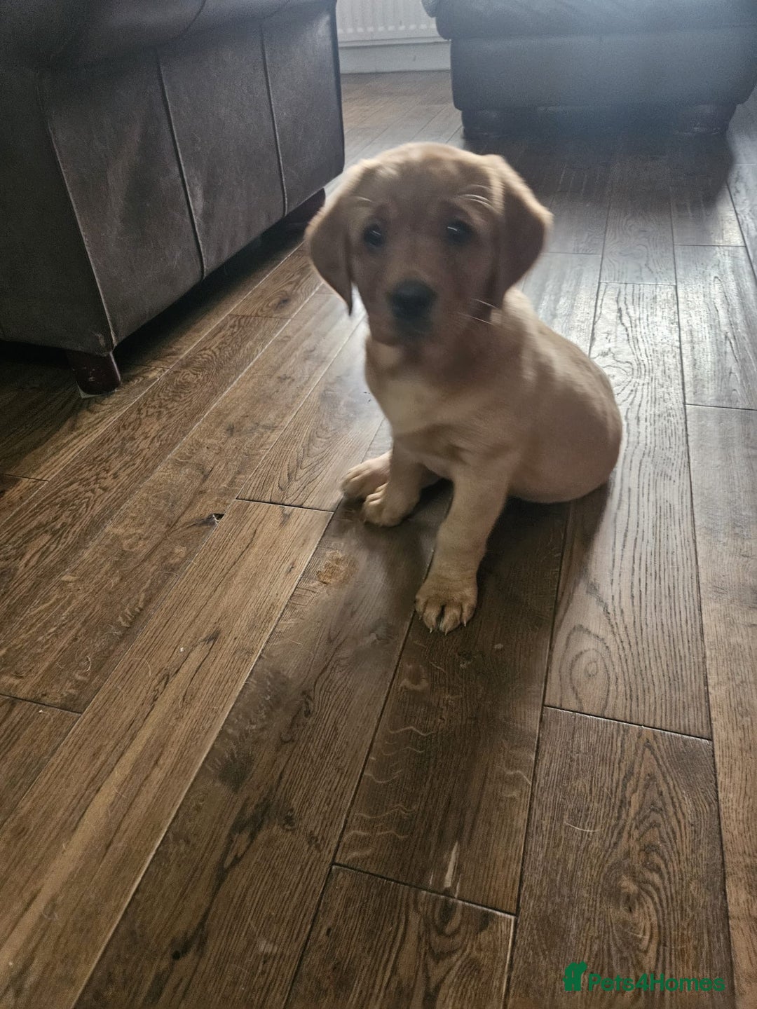 Goldador dogs for sale: Fox red lab x fox red retriever pups READY NOW - Image 15