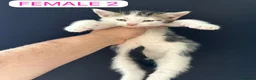 Mixed Breed cats for sale: 🐾  Half-British Shorthair Kittens Ready Now! 🐾 - Advert 5