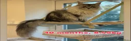 Maine Coon cats for sale: Family Raised Russian Maine Coons  - Advert 6