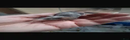 Mouse rodents for sale: Female mice and setup - Advert 5