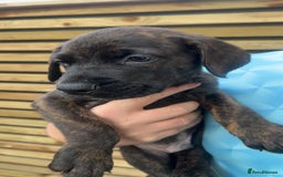 Mixed Breed dogs for sale: cane corso x doberman pups - Image 4