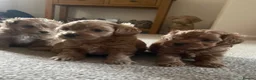 Maltipoo dogs for sale: 3 Stunning male  multipoo puppies in Chatteris - Advert 13