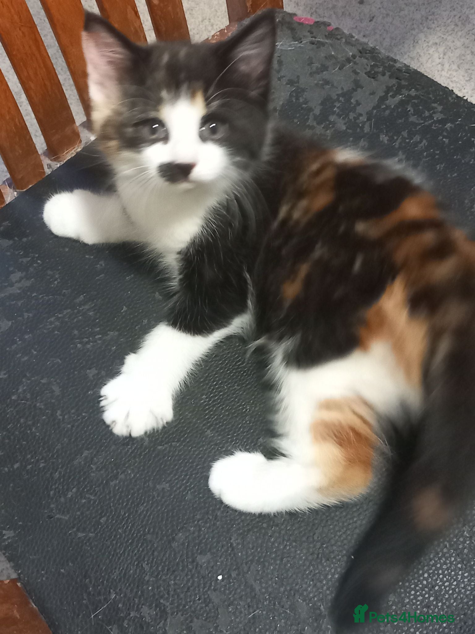 British Shorthair cats A very beautiful Calico girl for sale - Advert 2