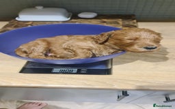 Goldendoodle dogs for sale: 🐾 Adorable Standard Goldendoodle Puppies 🐾 - Image 29