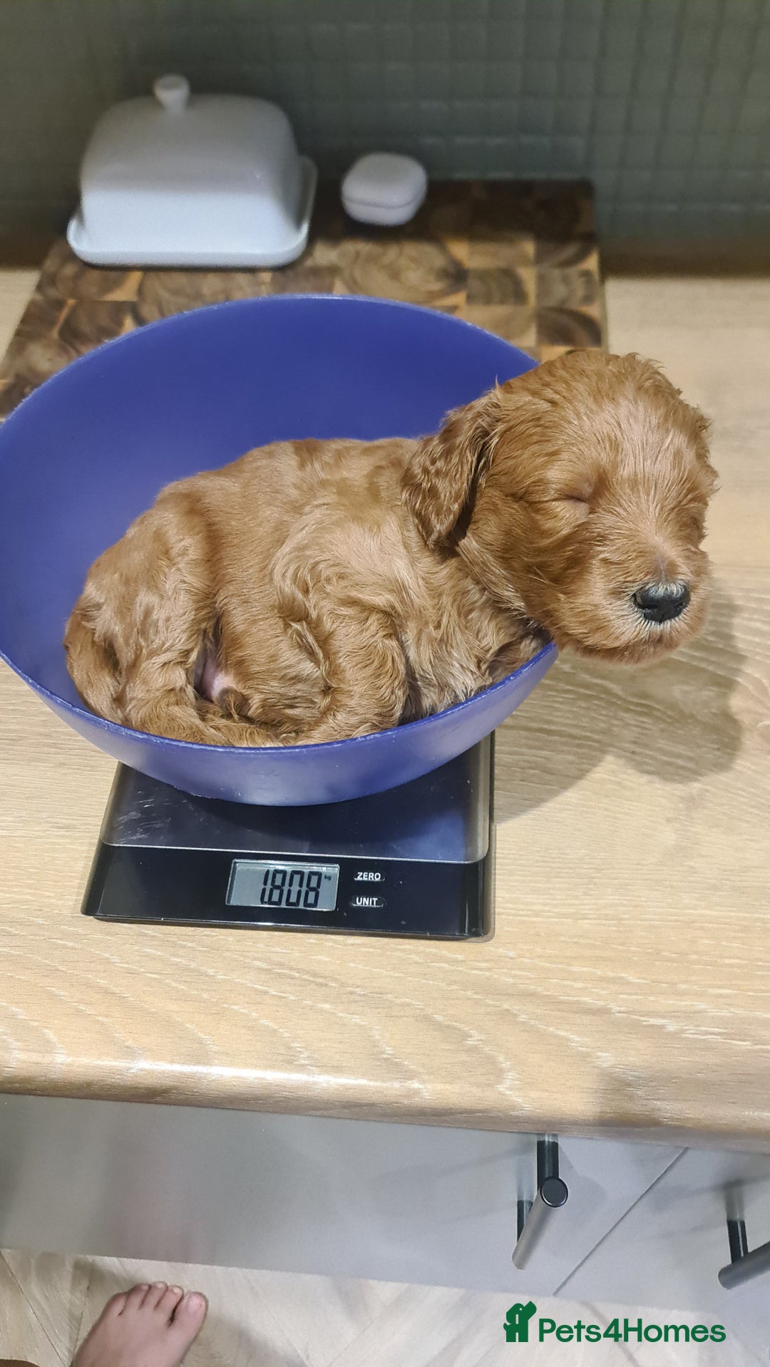 Goldendoodle dogs for sale: 🐾 Adorable Standard Goldendoodle Puppies 🐾 - Image 29
