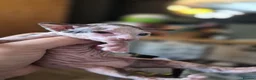 Sphynx cats for sale: Gorgeous sphynx kittens for sale - Advert 7