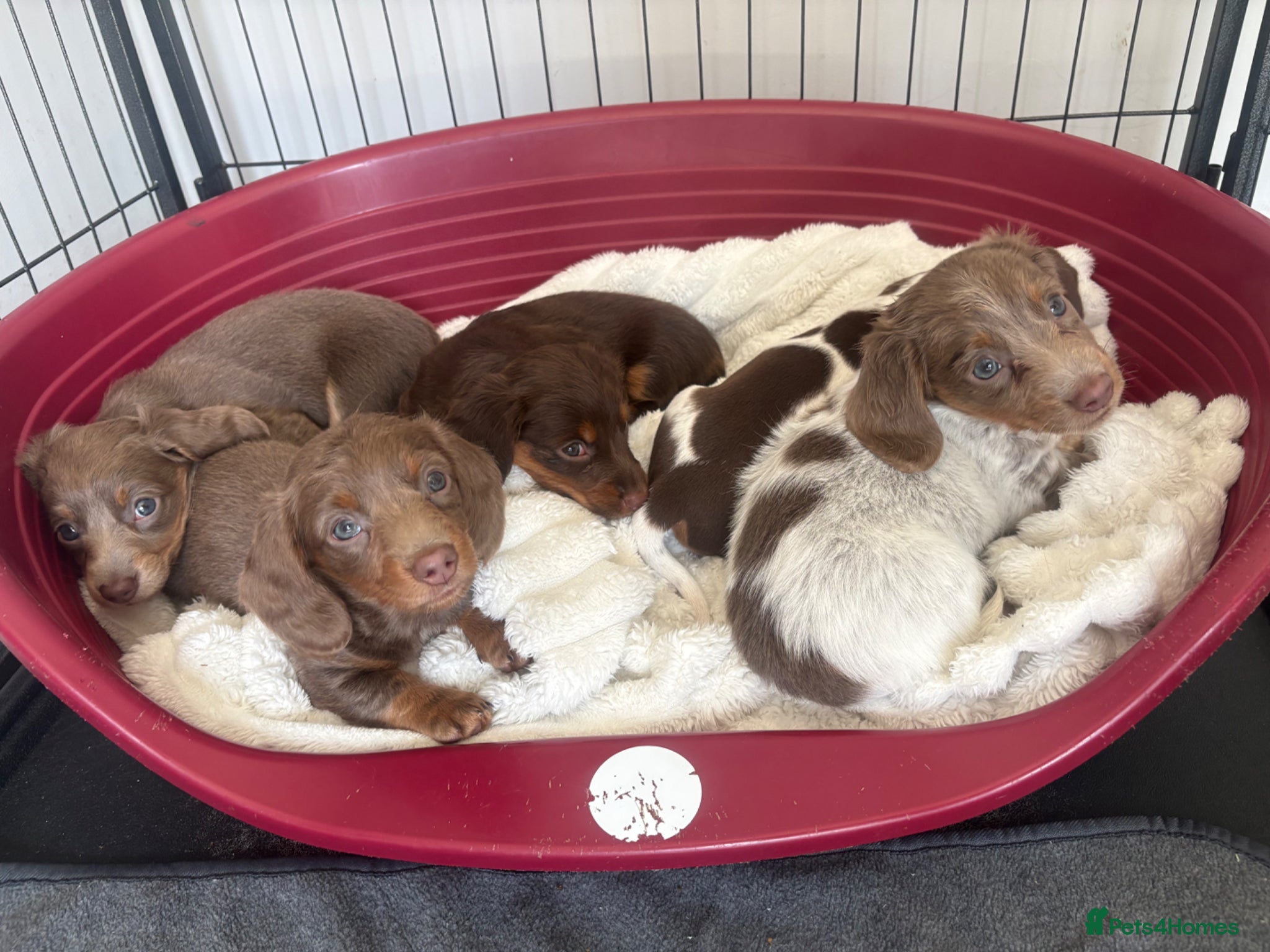 Miniature Dachshund dogs miniature dachshunds kc reg for sale  - Advert 17