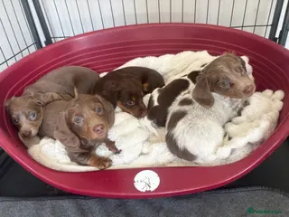 Miniature Dachshund dogs miniature dachshunds kc reg for sale - Advert 17