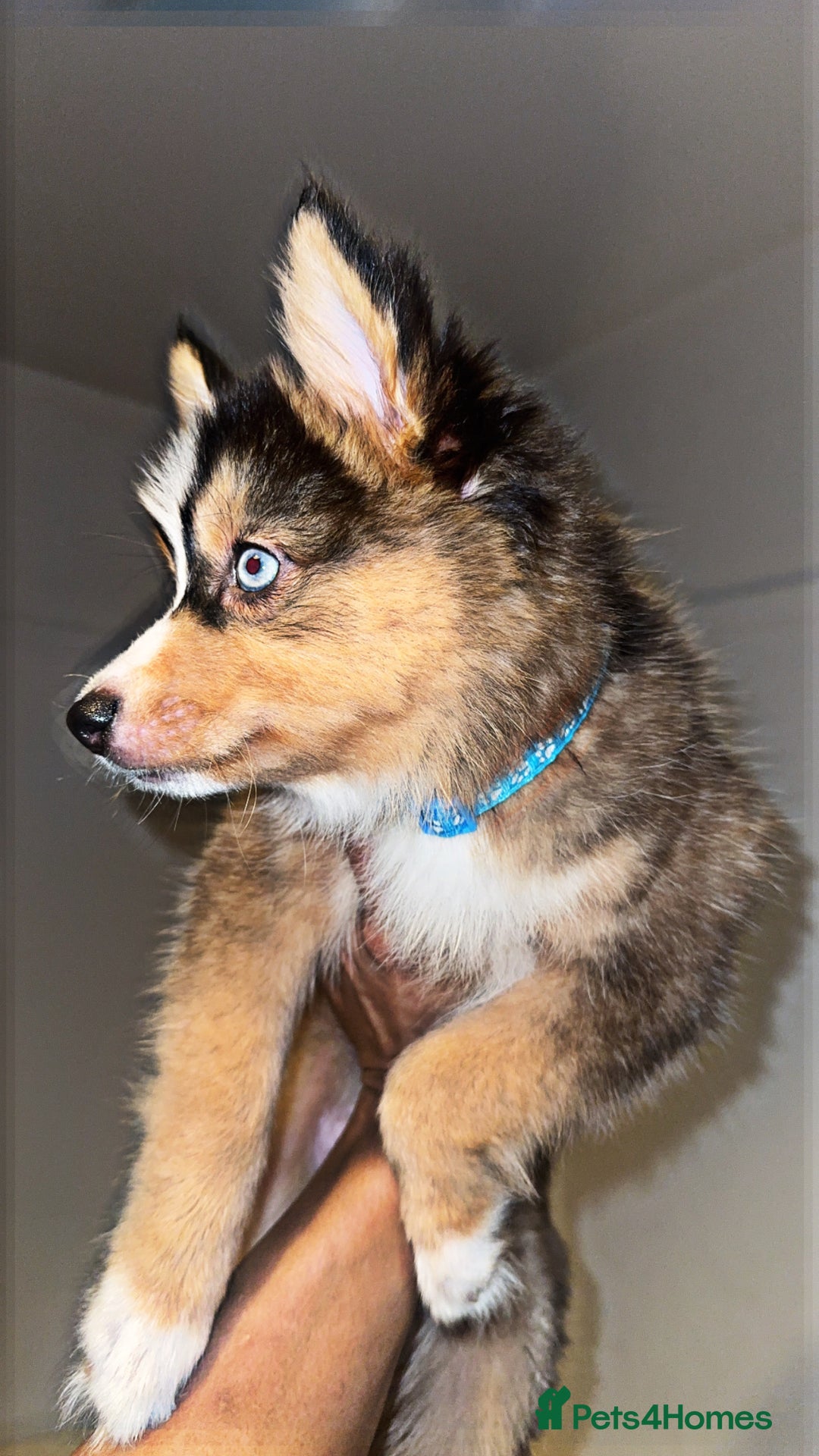 Pomsky dogs for sale: BLUE EYED Family-Raised Pomsky Pups  - Advert 18
