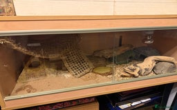 Leopard Gecko reptiles for sale: Leopard Gecko 🦎 and enclosure  - Image 4