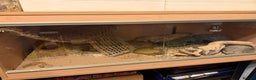 Leopard Gecko reptiles for sale: Leopard Gecko 🦎 and enclosure  - Advert 4