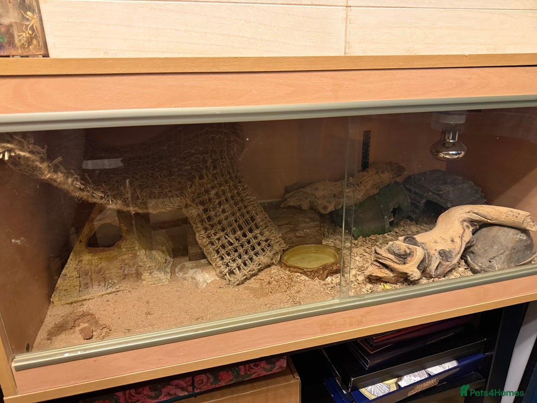 Leopard Gecko reptiles for sale: Leopard Gecko 🦎 and enclosure  - Image 4